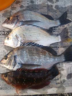 深日 紀州釣りでチヌ・キビレ・イソベラ