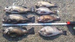 神戸垂水一文字でメバル釣り！最終釣果は7匹です