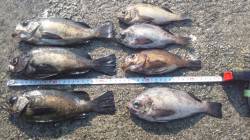 神戸垂水一文字でメバル釣り！最終釣果は7匹…