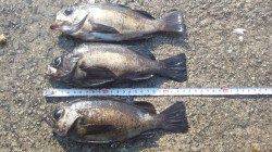 神戸垂水一文字でメバル釣り！最終釣果は7匹です