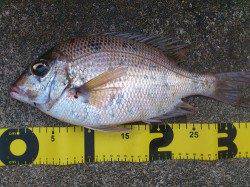 紀伊大島 フカセ釣りでタイ？＆イサギ・カワハギ釣果