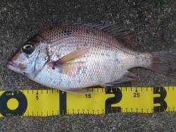 紀伊大島 フカセ釣りでタイ？＆イサギ・カワ…