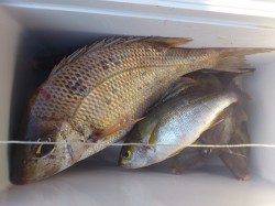 紀伊大島 フカセ釣りでタイ？＆イサギ・カワハギ釣果