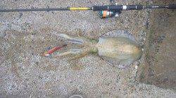 田村漁港 強風の中でもエギングでアオリイカ700g☆