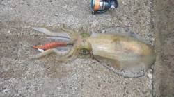 田村漁港 強風の中でもエギングでアオリイカ…