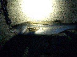 浦 表層リトリーブでシーバスHIT！