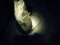 浦 表層リトリーブでシーバスHIT！