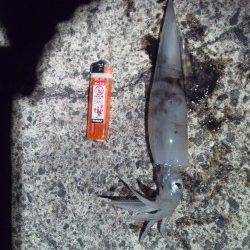伊根エリア、エギングでヤリイカＧＥＴ