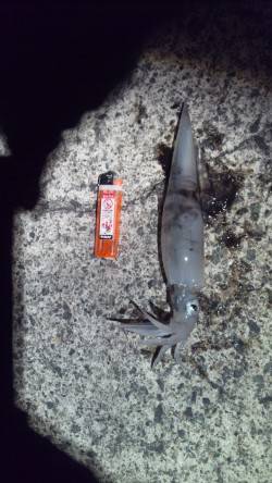 伊根エリア、エギングでヤリイカＧＥＴ