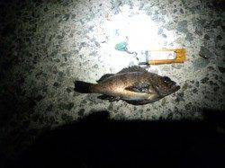 林崎漁港 夕方のメバリングでメバル15cm