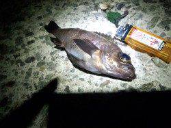 林崎漁港 夕方のメバリングでメバル15cm