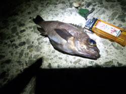 林崎漁港 夕方のメバリングでメバル15cm…