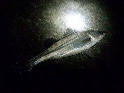 高砂港、絶好のコンディションの中でのシーバス！