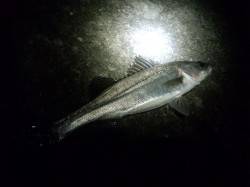 高砂港、絶好のコンディションの中でのシーバ…