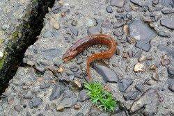 舞鶴西部エリア、ちょい投げでヒイラギ・ハゼ・ギンポ