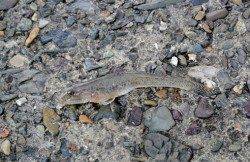 舞鶴西部エリア、ちょい投げでヒイラギ・ハゼ・ギンポ