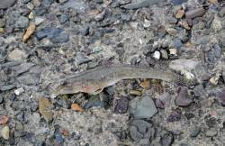 舞鶴西部エリア、ちょい投げでヒイラギ・ハゼ…