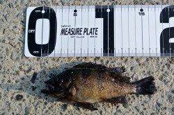 泉佐野食品コンビナートで探り釣り、17cmのメバルをゲット♪