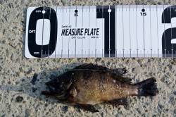 泉佐野食品コンビナートで探り釣り、１７cm…