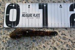 泉佐野食品コンビナートで探り釣り、17cmのメバルをゲット♪