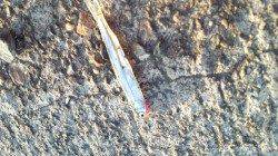 香住西港 サビキで稚鮎☆ファミリーにもオススメ！