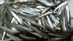 香住西港 サビキで稚鮎☆ファミリーにもオススメ！