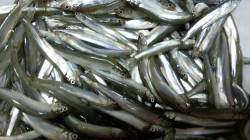 香住西港 サビキで稚鮎☆ファミリーにもオス…