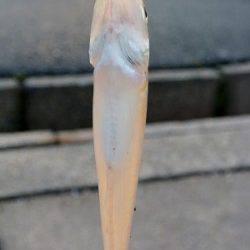 今日はキスを狙いに舞鶴へ、ちょい投げで１７cmのキス