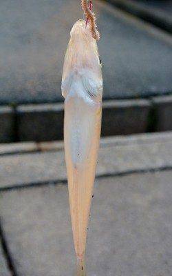 今日はキスを狙いに舞鶴へ、ちょい投げで１７cmのキス