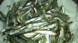 香住西港 サビキで稚鮎 大漁ゲット☆