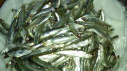 香住西港 サビキで稚鮎 大漁ゲット☆