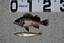 今日はキスを狙いに舞鶴へ、ちょい投げで１７…