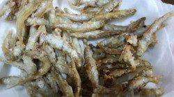 香住西港 サビキで稚鮎 大漁ゲット☆