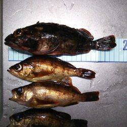 京丹後西部エリア　旭でのメバリング釣果