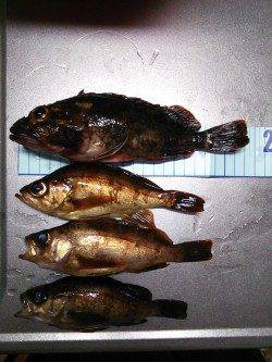 京丹後西部エリア　旭でのメバリング釣果