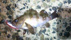 舞洲 ハードコアミノーでメバル最大19cm