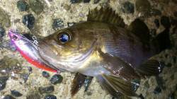 舞洲 ハードコアミノーでメバル最大19cm…