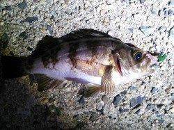 旭 メバリングでガシラ＆メバル＆タコ☆