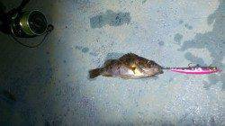 舞洲 メバリングでメバル5匹ゲット