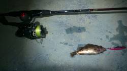 舞洲 メバリングでメバル5匹ゲット