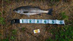 朝の舞洲でシーバスが釣れるかためしにいってきました！