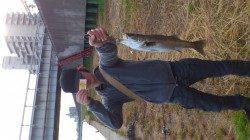 朝の舞洲でシーバスが釣れるかためしにいってきました！