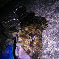 香住東港 メバリングでガシラ25cm☆メバルはリリースサイズ