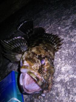 香住東港 メバリングでガシラ25cm☆メバ…