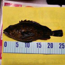 香住東港 メバリングでガシラ25cm☆メバルはリリースサイズ