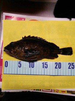 香住東港 メバリングでガシラ25cm☆メバルはリリースサイズ