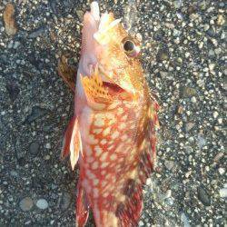 阿尾漁港でエギの合間に2gのジクヘッドでガシラＧＥＴ