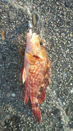 阿尾漁港でエギの合間に2gのジクヘッドでガシラＧＥＴ