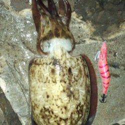 田杭漁港 早朝のエギングでコウイカ790g