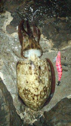 田杭漁港 早朝のエギングでコウイカ790g